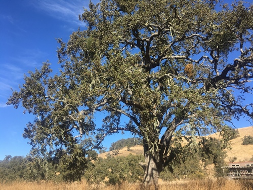 iNaturalist observation photo of oaks