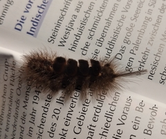 Dasychira chekiangensis