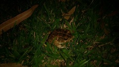 Sclerophrys gutturalis