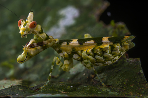 Callibia diana Stoll, 1813