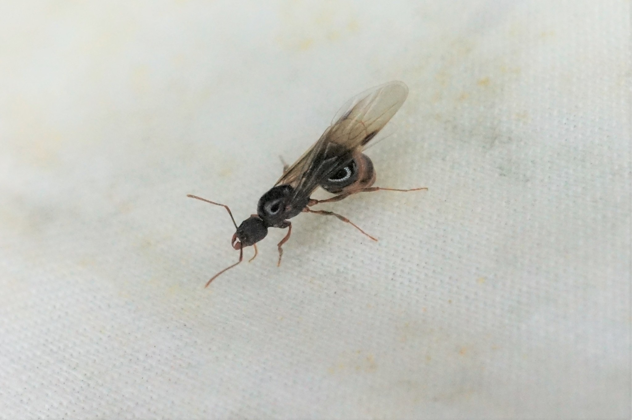 Aphaenogaster japonica