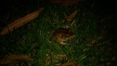 Sclerophrys gutturalis