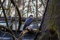 Accipiter nisus