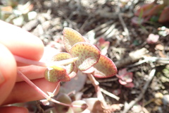 Crassula cordata