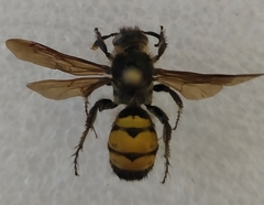 Dielis trifasciata