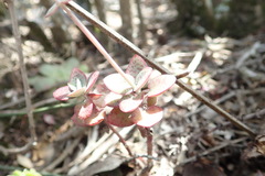 Crassula cordata