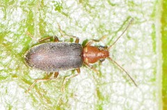 Notoxus murinipennis