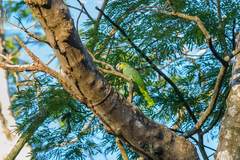 Amazona amazonica