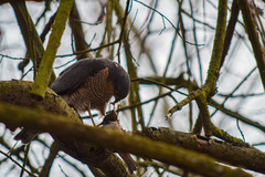Accipiter nisus