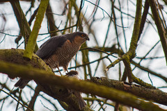 Accipiter nisus