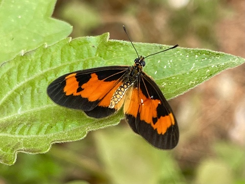 Falls Acraea