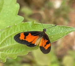 Acraea acerata