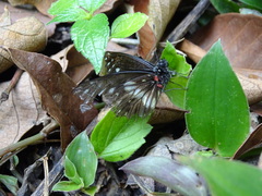 Catasticta nimbice