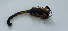Centruroides bicolor