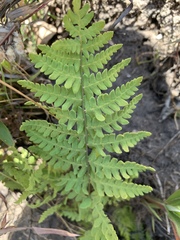 Thelypteris confluens