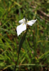 Moraea albicuspa