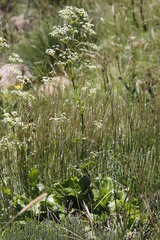 Alepidea amatymbica