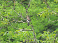 Garrulus glandarius hyrcanus