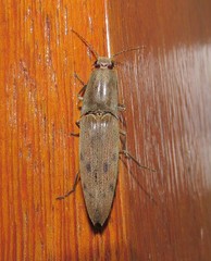 Conoderus fuscofasciatus