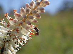 Kniphofia buchananii