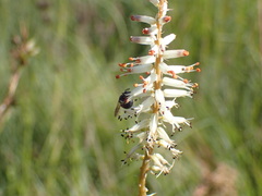 Kniphofia buchananii