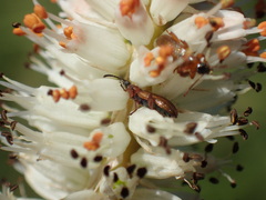 Kniphofia buchananii