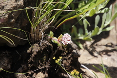 Crassula obovata