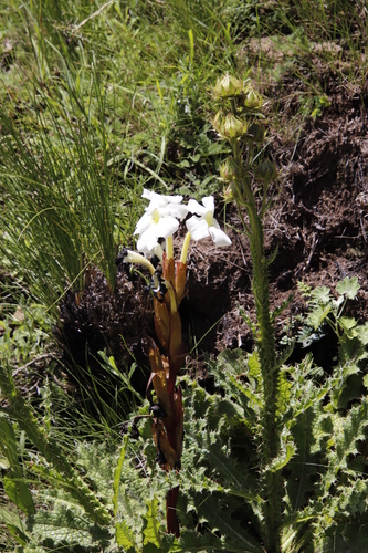 Image of Harveya speciosa by (c) Tony Rebelo, some rights reserved (CC BY-SA)
