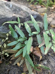 Pellaea dura