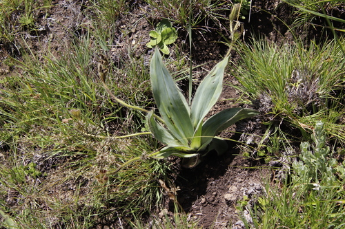 Image of Hypoxis costata by (c) Tony Rebelo, some rights reserved (CC BY-SA)