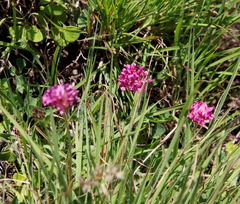 Trifolium africanum