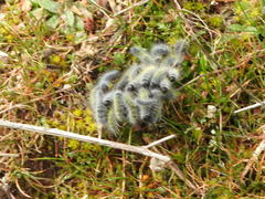 Thaumetopoea herculeana