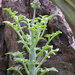 Senecio articulatus - Photo (c) The Ruth Bancroft Garden,  זכויות יוצרים חלקיות (CC BY-NC)