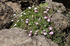 Delosperma grantiae