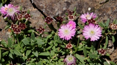 Delosperma grantiae