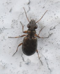 Asaphidion