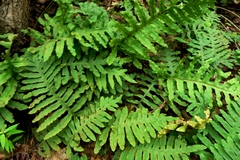 Phlebodium pseudoaureum