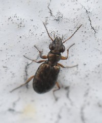 Asaphidion