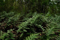 Phlebodium pseudoaureum