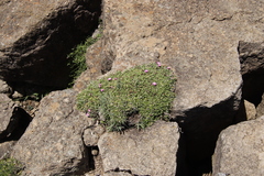 Delosperma grantiae