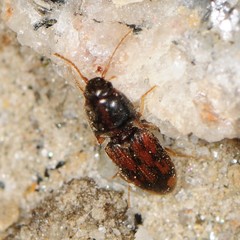 Conoderus bellus