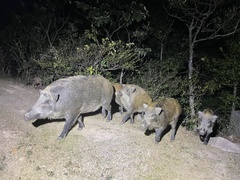 Sus scrofa moupinensis