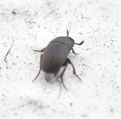 Ptomaphagus