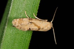 Platphalonidia