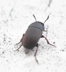 Ptomaphagus