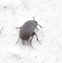 Ptomaphagus