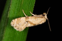 Platphalonidia