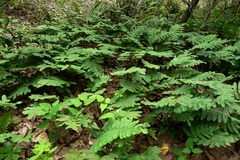 Phlebodium pseudoaureum