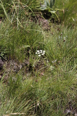 Pimpinella caffra