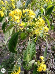 Deppea grandiflora